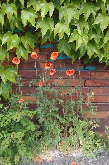 Urban Poppies